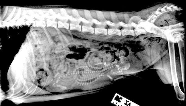 Puppy X-ray