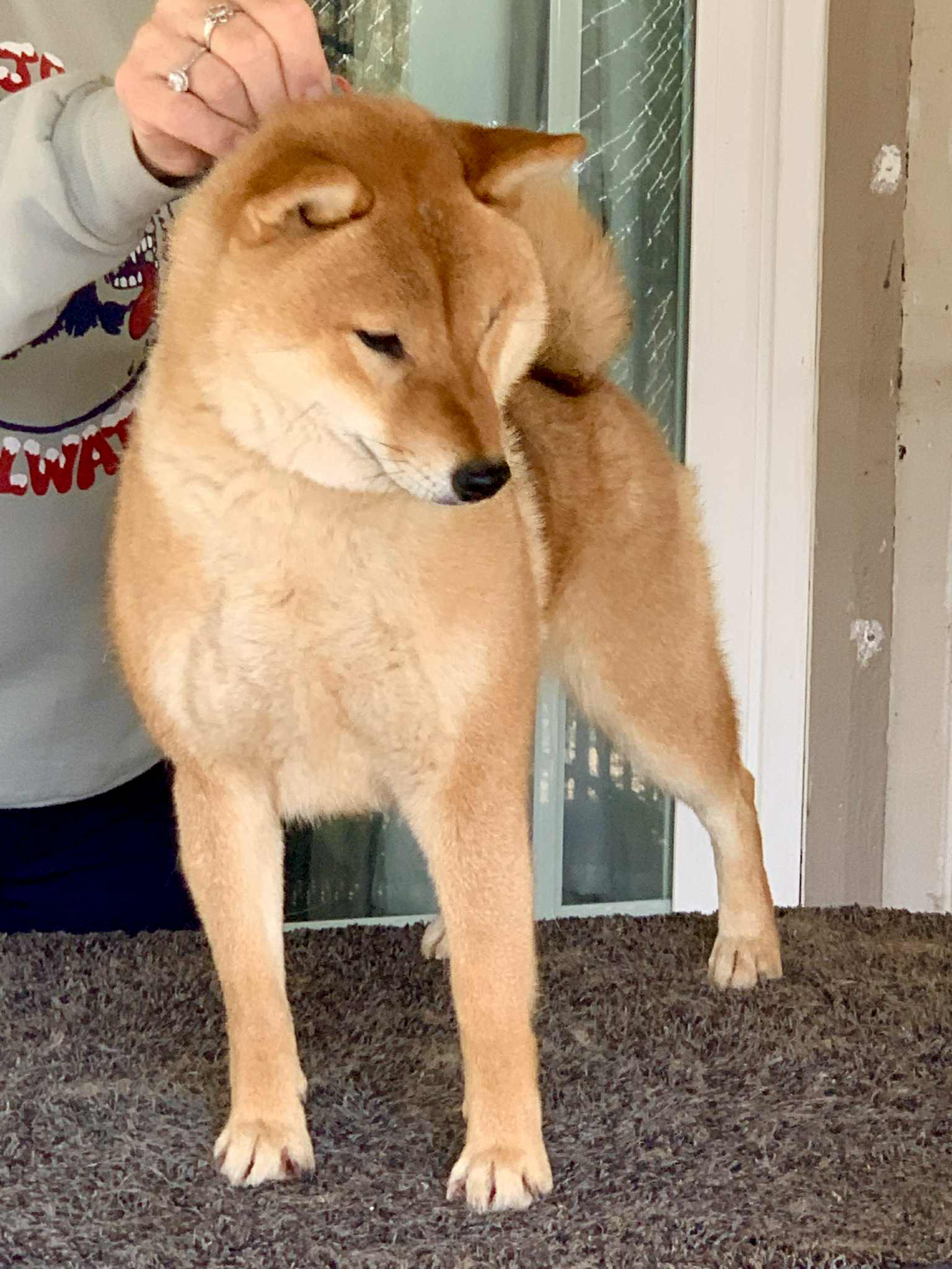 Chile Pepper, 5‑year‑old female Shiba Inu (photo placeholder)