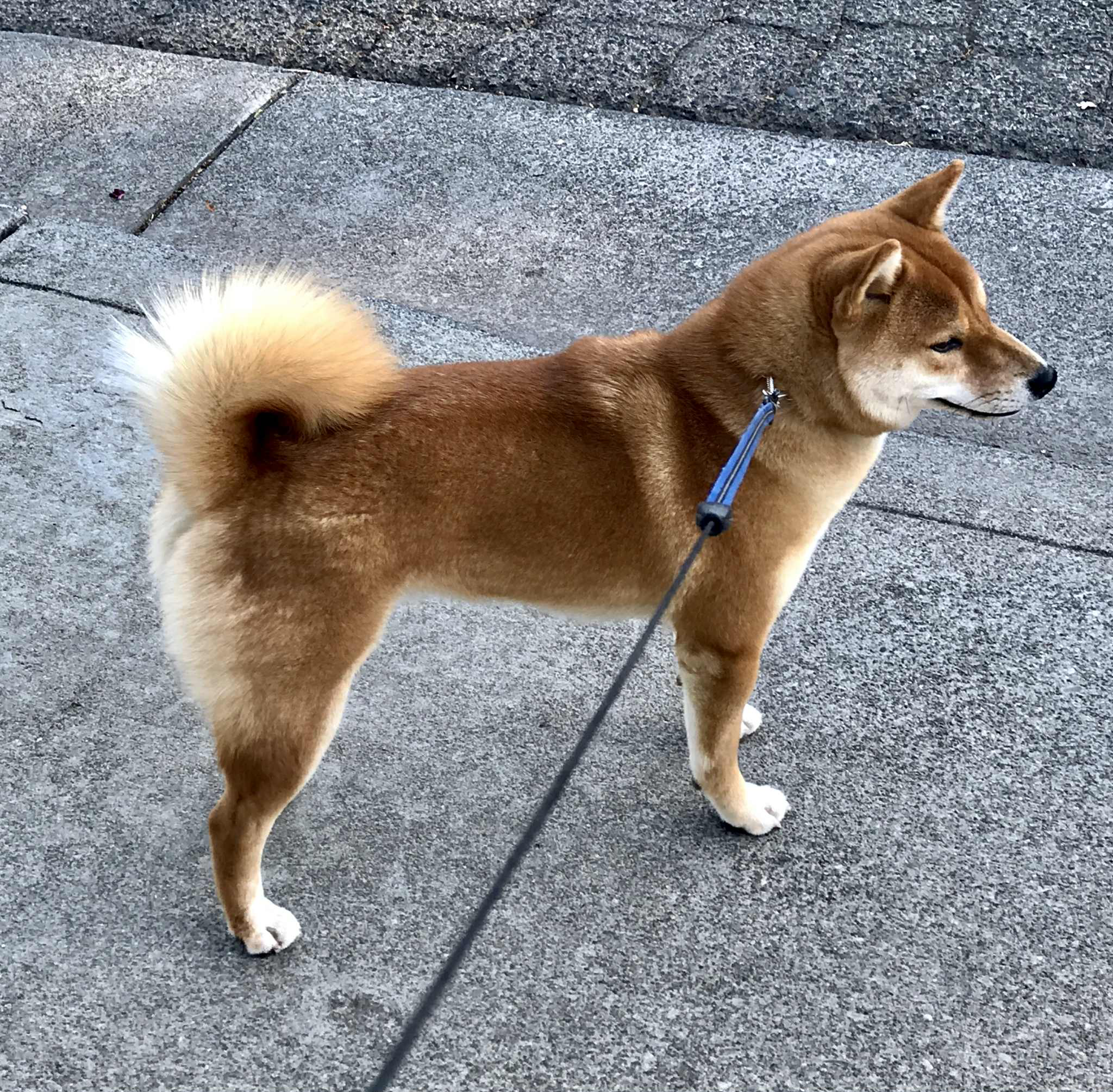 Layla, 10‑year‑old spayed female Shiba Inu (photo placeholder)