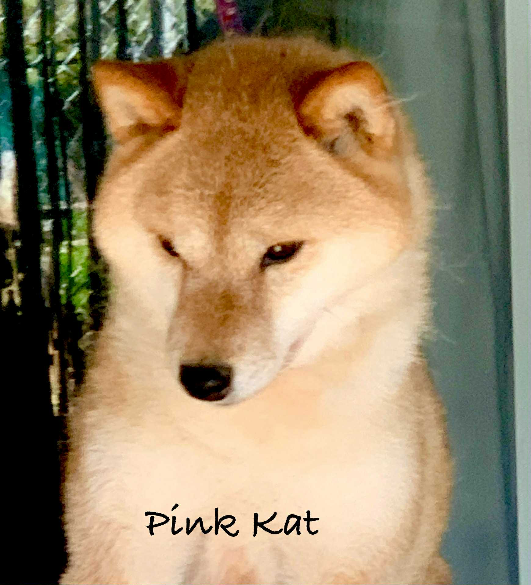 Pink Kat, 11‑year‑old spayed female Shiba Inu (photo placeholder)