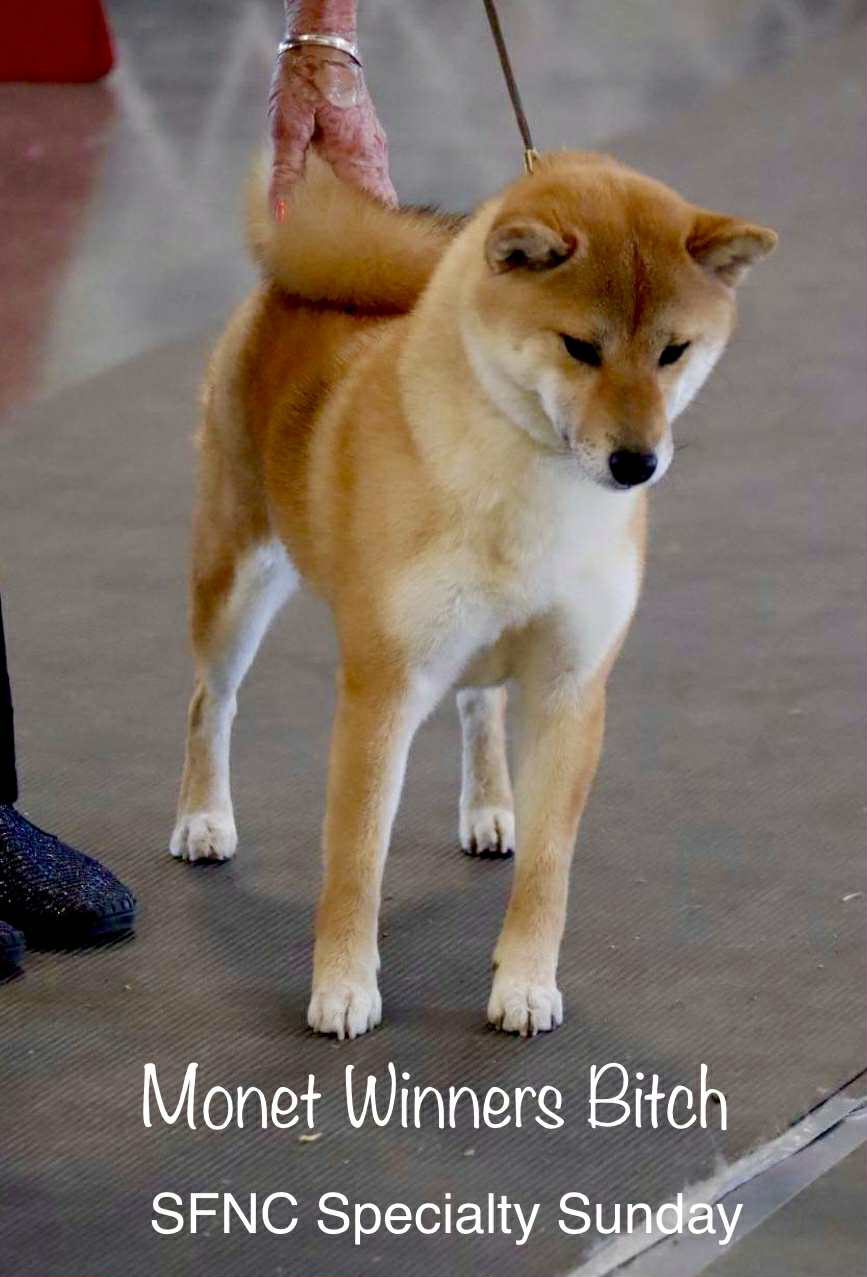 CH Morningstar Monet Water Lily, 5‑year‑old female Shiba Inu (photo placeholder)
