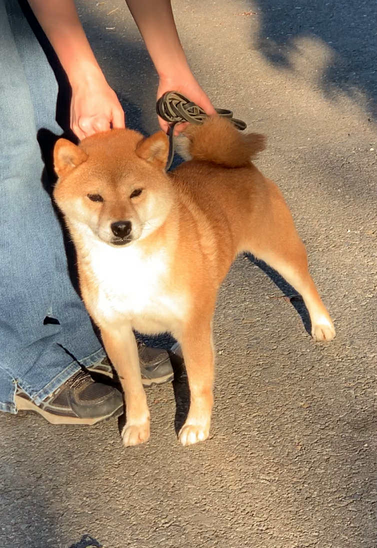 Starboy, 10‑year‑old neutered male Shiba Inu (photo placeholder)